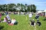 Dog Classes.JPG